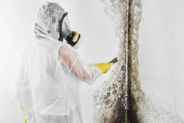 Attic Mold Removal in Horseshoe Bend, AR