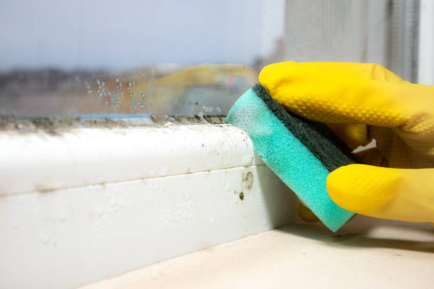 Best Mold Testing and Removal  in Horseshoe Bend, AR