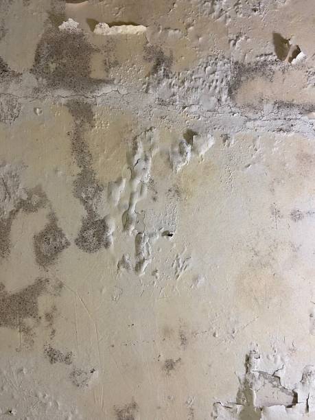 Best Mold Testing  in Horseshoe Bend, AR