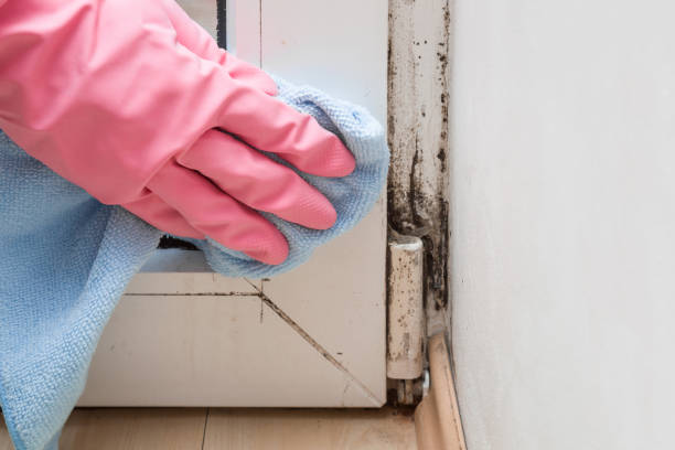 Best Crawl Space Mold Removal  in Horseshoe Bend, AR