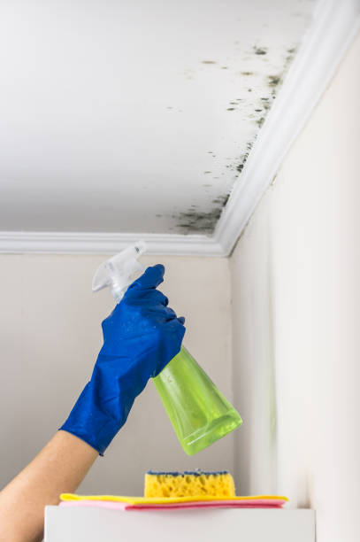 Mold Testing and Removal in Horseshoe Bend, AR